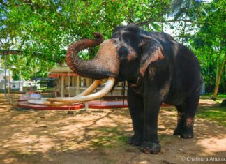 ඇත්-පරපුරේ-රජිඳේ