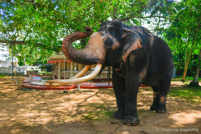 ඇත්-පරපුරේ-රජිඳේ