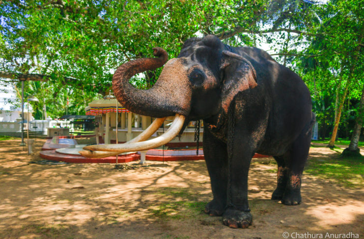 ඇත්-පරපුරේ-රජිඳේ